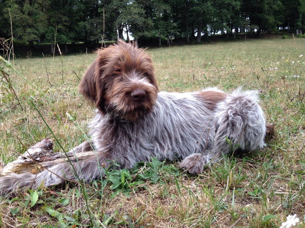 des Gorges de la Luzège - LINO un modèle de chiot....