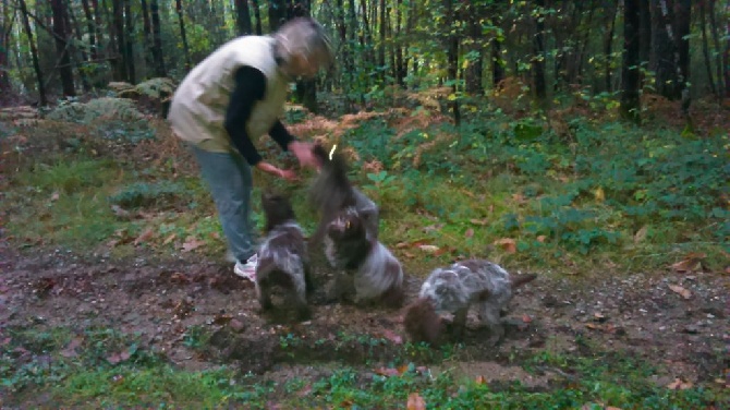 des Gorges de la Luzège - sortie chataignes pour les chiots
