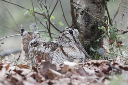 des Gorges de la Luzège - Concours Bécasses Vassivière